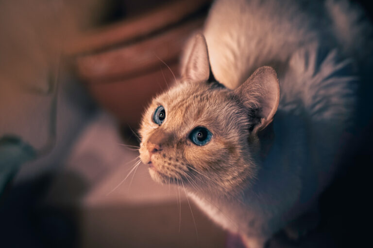 DSC_0978-als-Smartobjekt-1