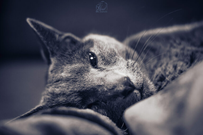 DSC_1437-als-Smartobjekt-1