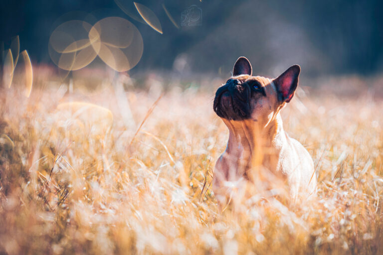 DSC_2041-als-Smartobjekt-1